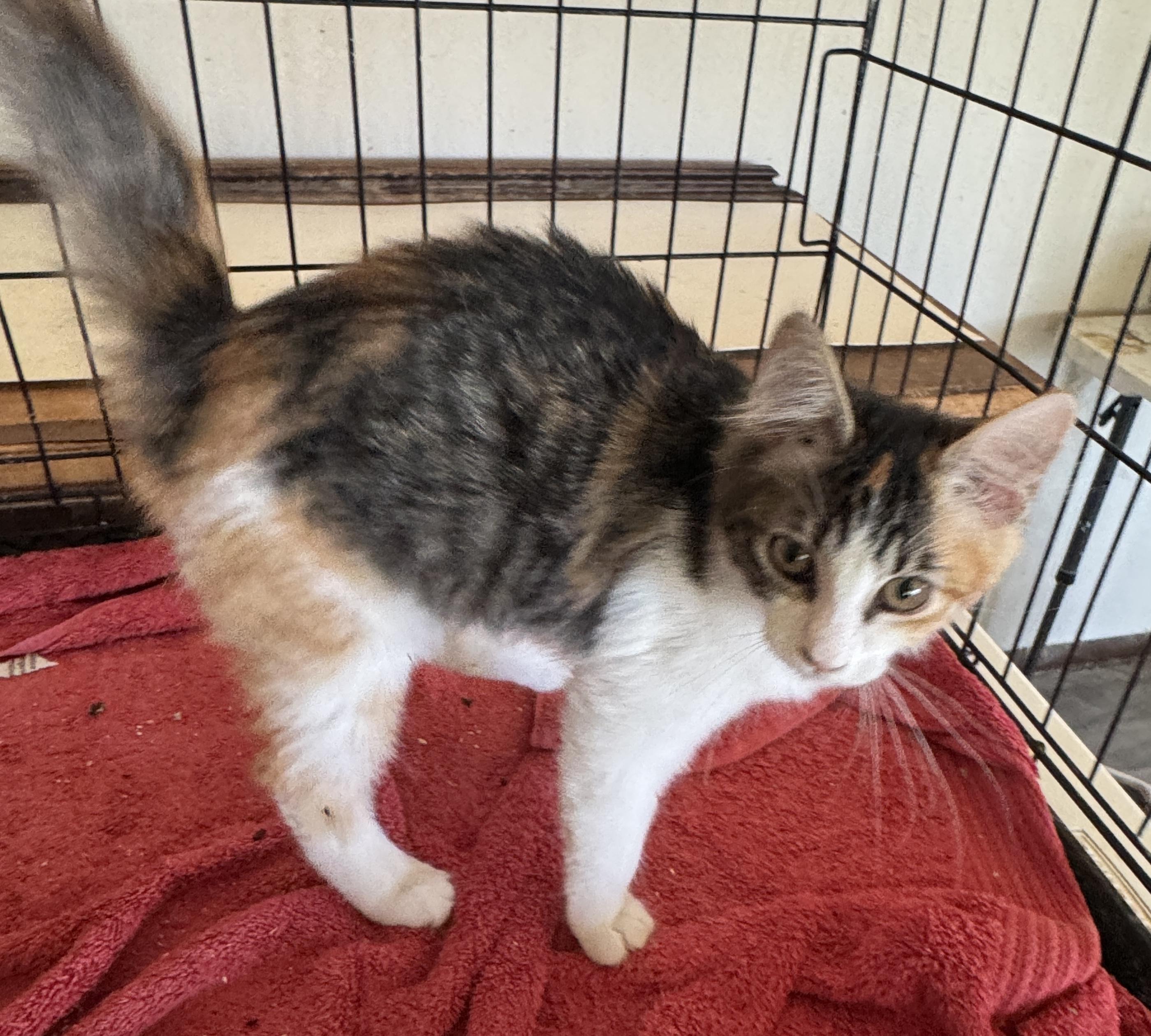 Enlarge Marina, a ADOPTABLE mixed breed in Gresham, OR image 3/4