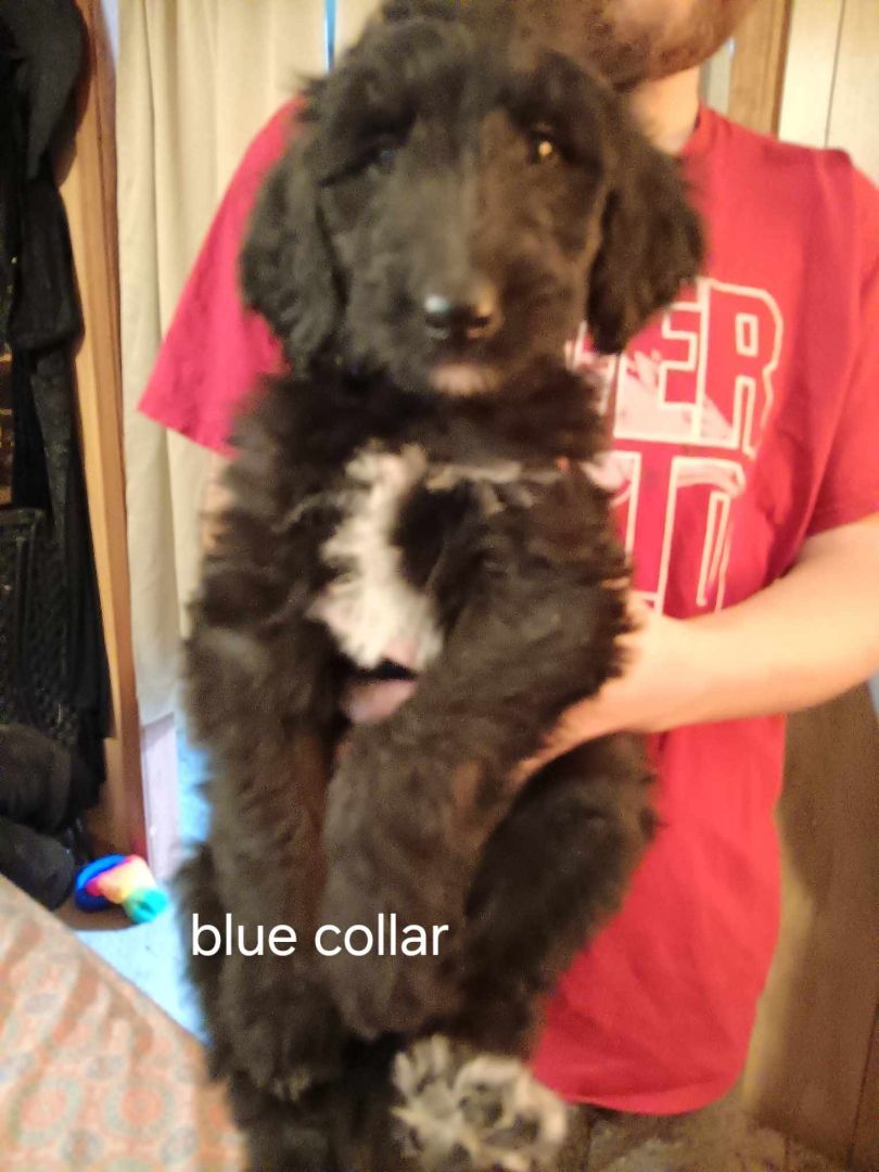 8 "DOODLE" PUPPIES, Adopted, Puppy Male Standard Poodle & Collie.