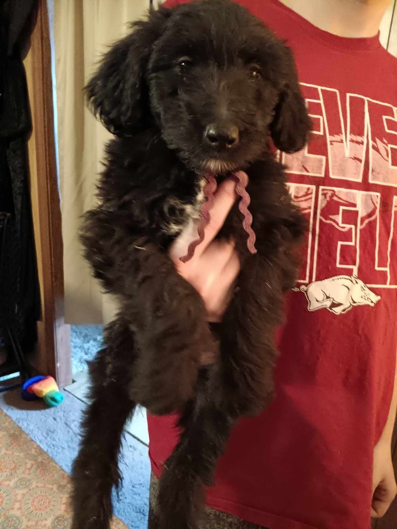 8 "DOODLE" PUPPIES, a Adopted mixed breed in Hamer, ID image 2/6