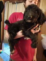 8 "DOODLE" PUPPIES, a Adopted mixed breed in Hamer, ID image 3/6