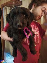 8 "DOODLE" PUPPIES, a Adopted mixed breed in Hamer, ID image 5/6