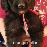 8 "DOODLE" PUPPIES, a Adopted mixed breed in Hamer, ID image 6/6