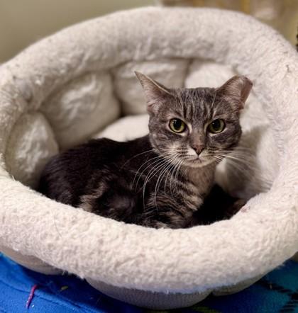 Enlarge Nana, a Adoptable Domestic Short Hair in Bishop, GA image 1/1