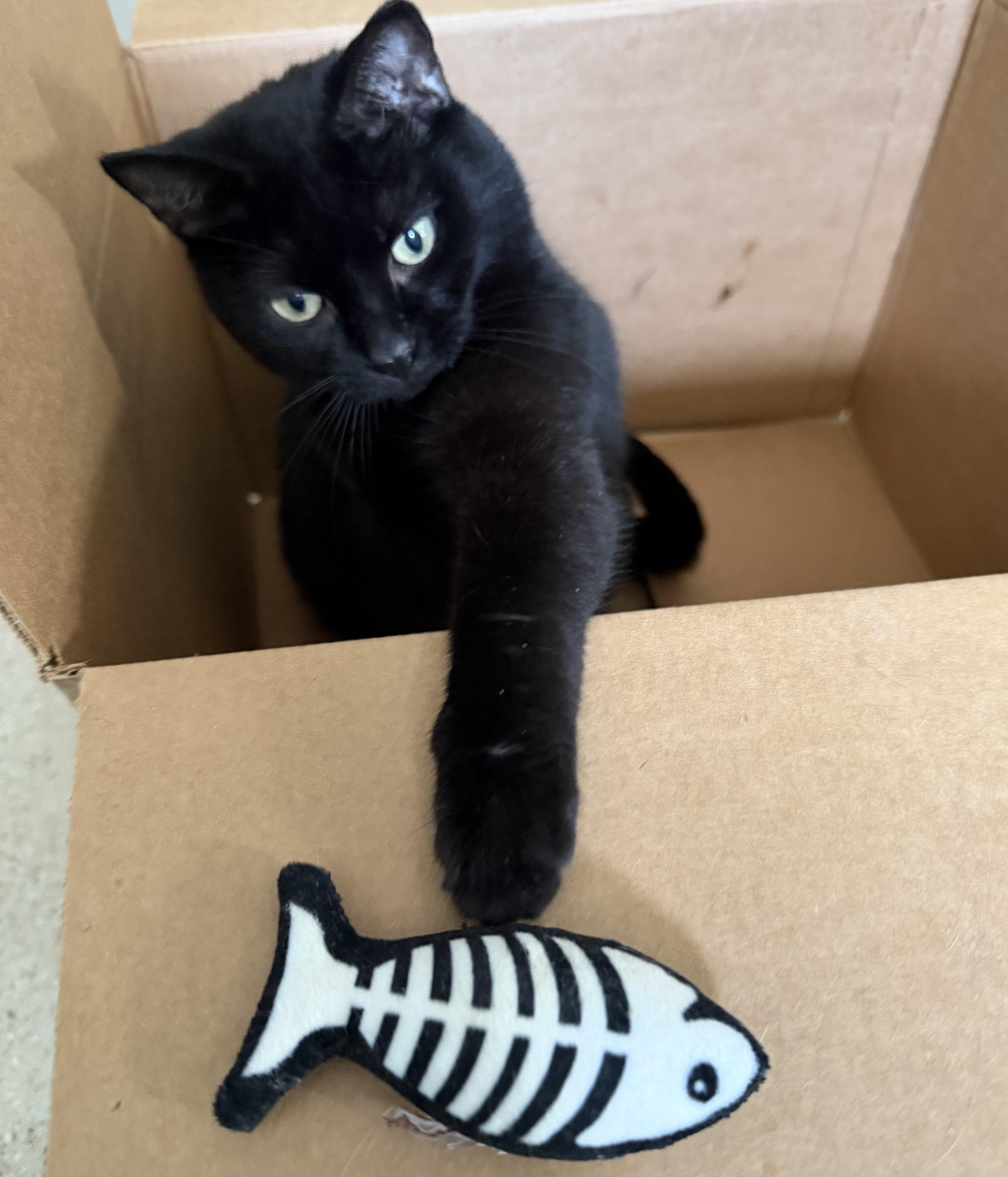 Enlarge Maui, a ADOPTABLE Domestic Short Hair in Cincinnati, OH image 5/6