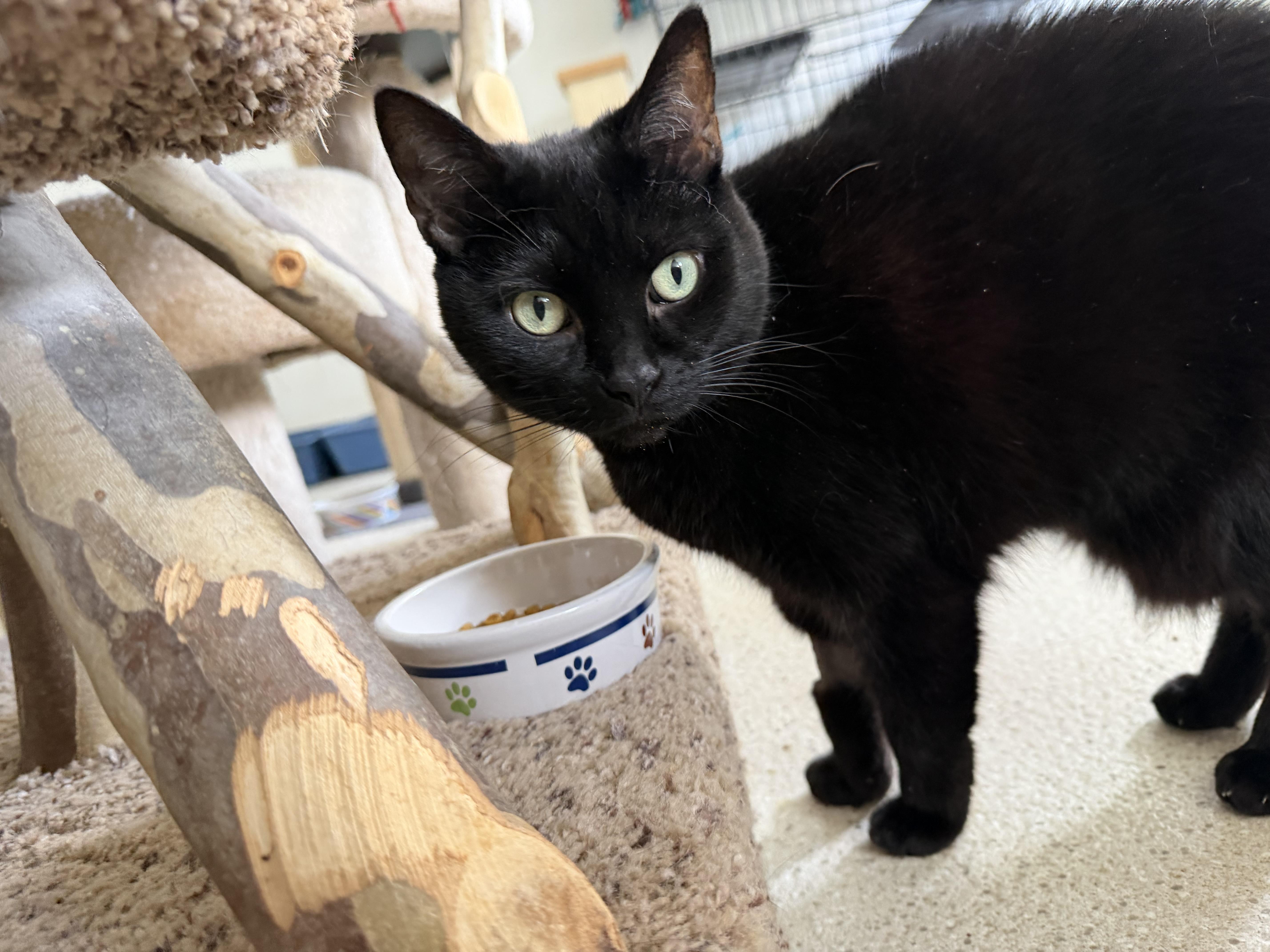 Enlarge Maui, a ADOPTABLE Domestic Short Hair in Cincinnati, OH image 4/6