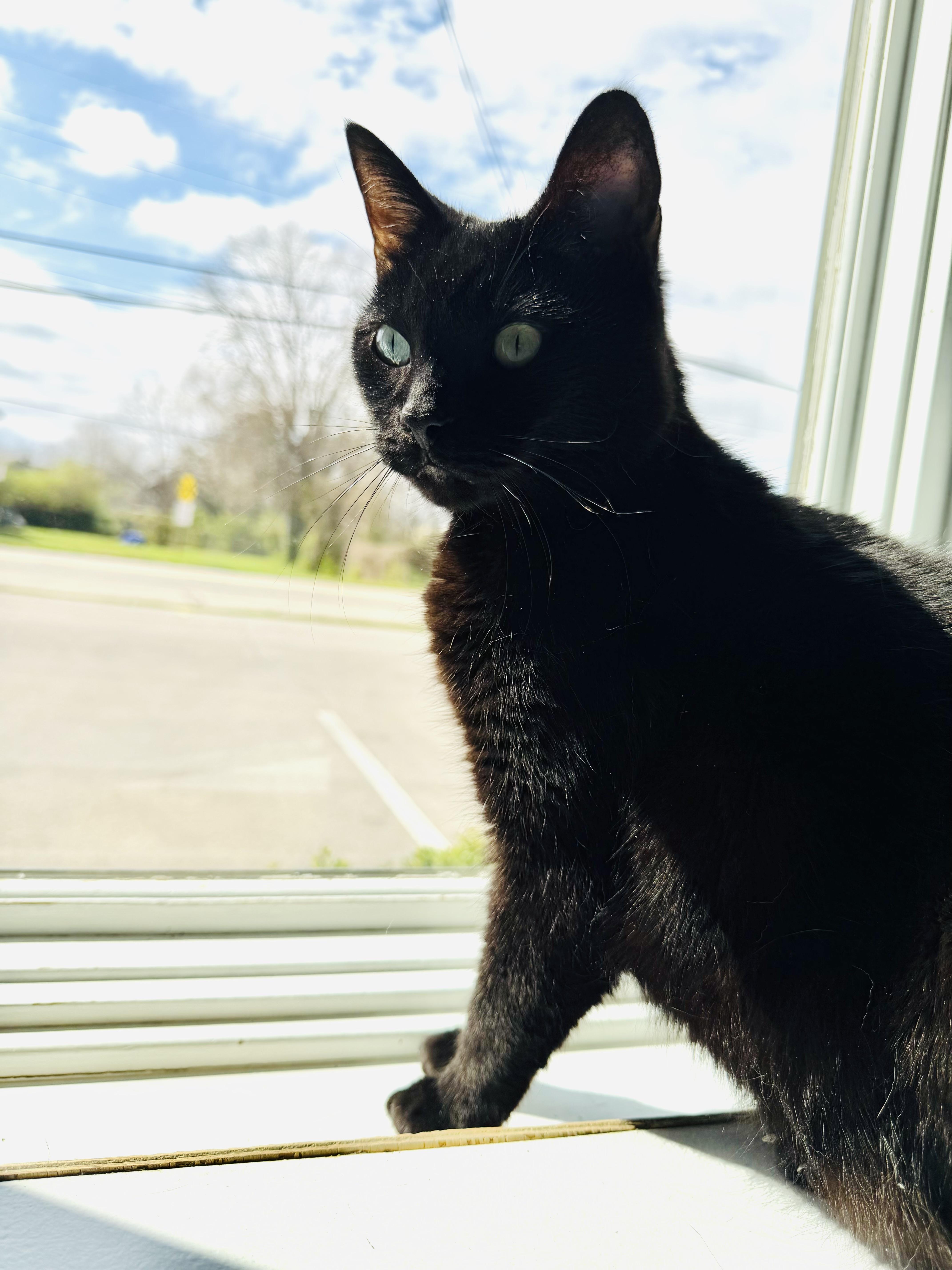 Enlarge Maui, a ADOPTABLE Domestic Short Hair in Cincinnati, OH image 6/6