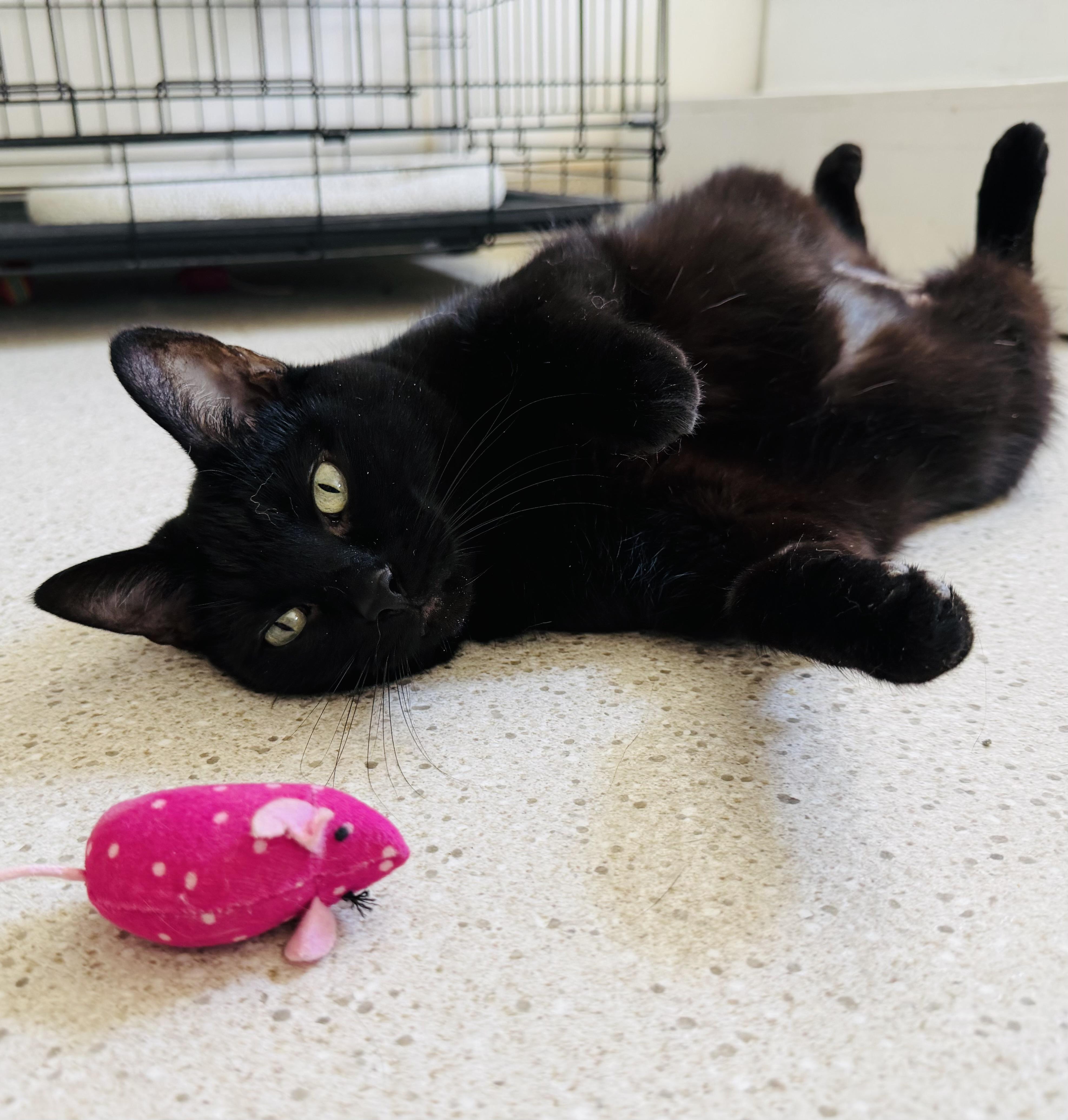 Maui, adopted, Adult Female Domestic Short Hair.