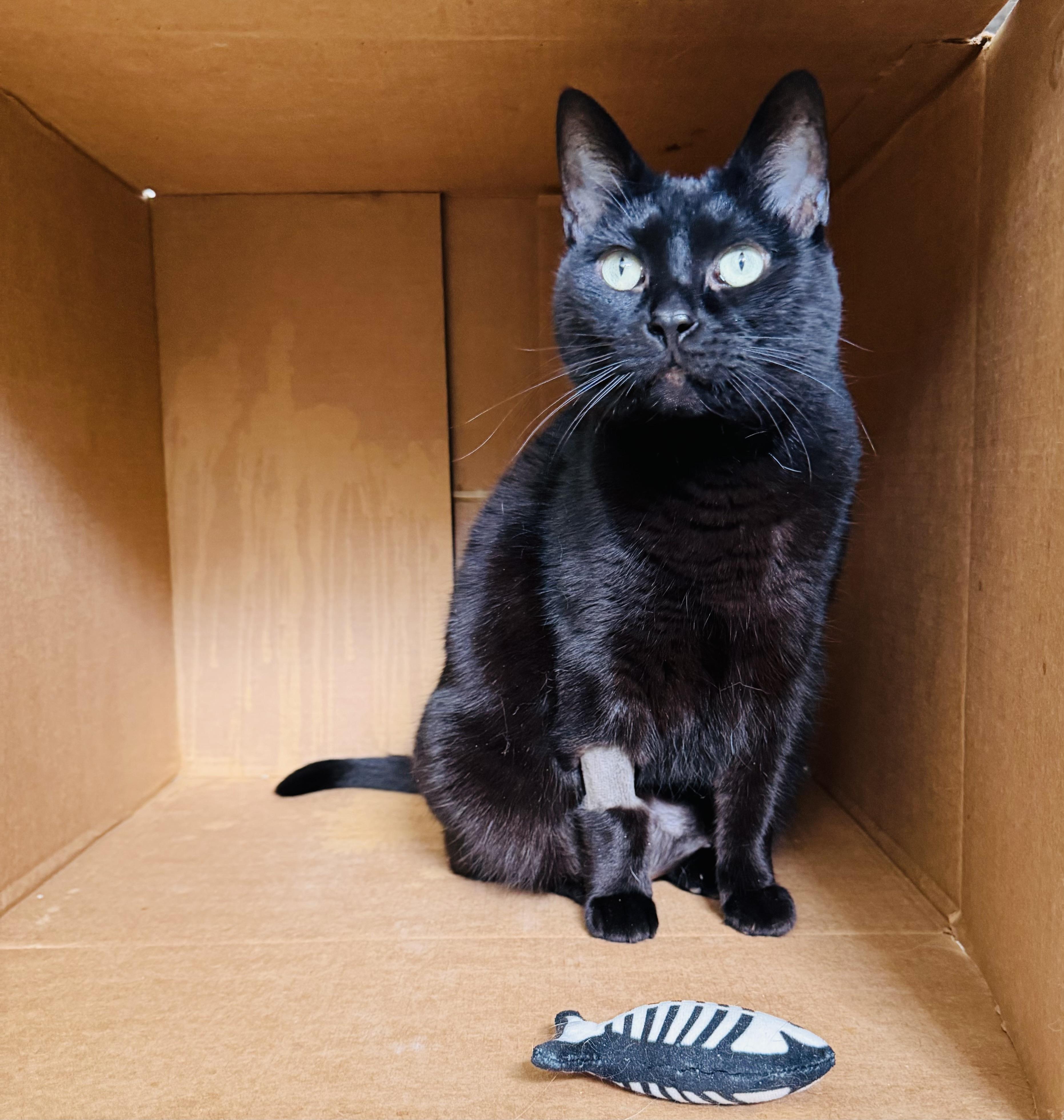 Enlarge Maui, a ADOPTABLE Domestic Short Hair in Cincinnati, OH image 3/6