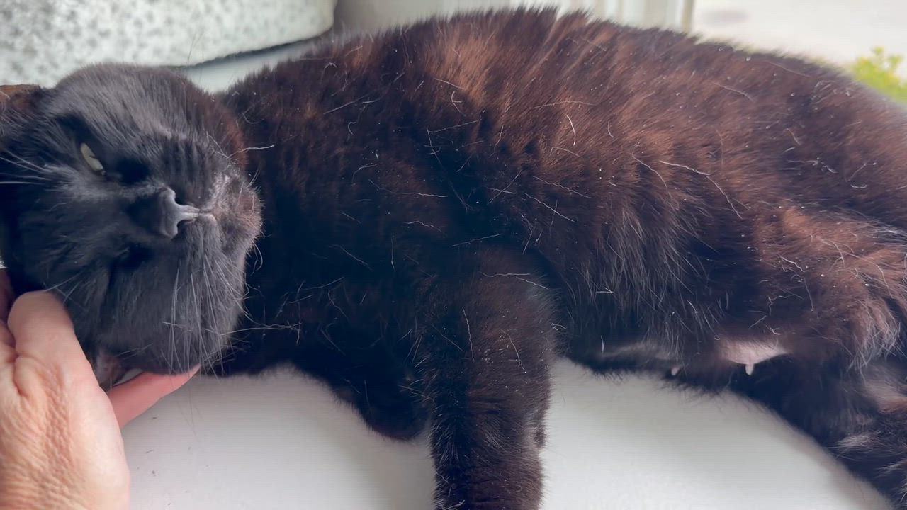 Enlarge Maui, a ADOPTABLE Domestic Short Hair in Cincinnati, OH video 2/6