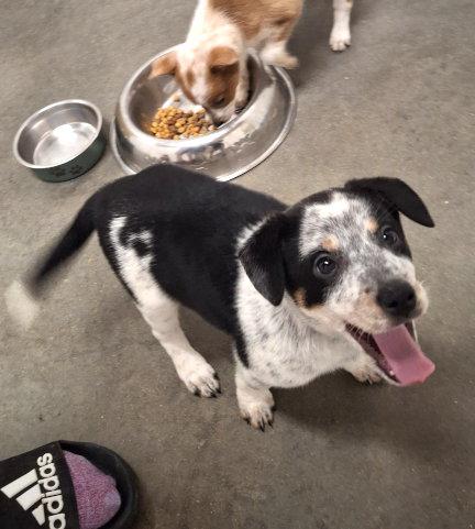 Riley, Adopted, Puppy Female Australian Cattle Dog / Blue Heeler & Terrier.