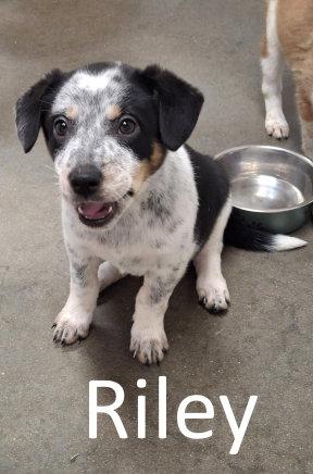 Riley, a Adopted mixed breed in Mountain View, AR image 2/2