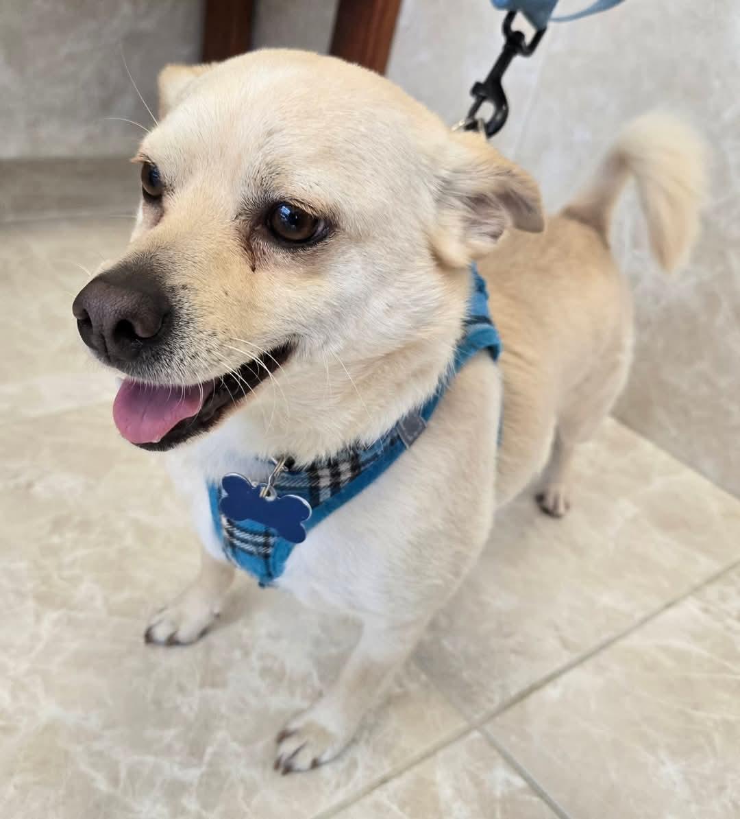 CORKY, a Adoptable mixed breed in Grand Prairie, TX image 1/3