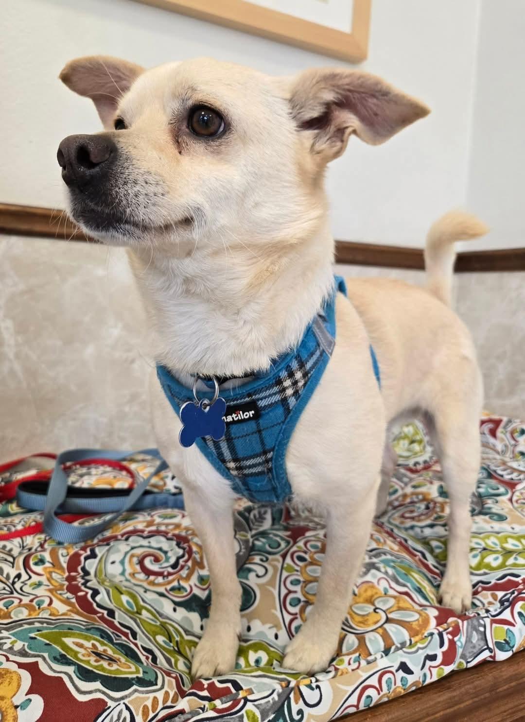 CORKY, a Adoptable mixed breed in Grand Prairie, TX image 2/3