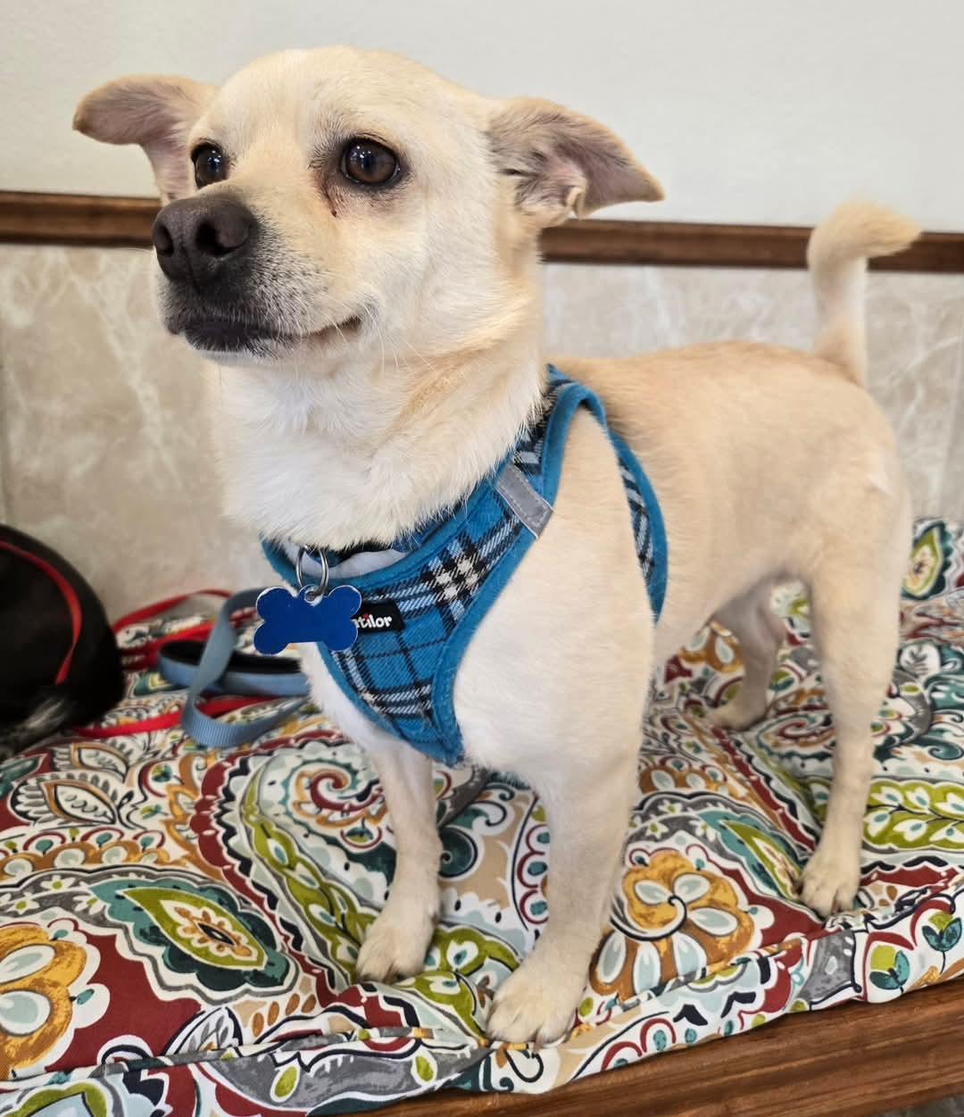 CORKY, a Adoptable mixed breed in Grand Prairie, TX image 3/3