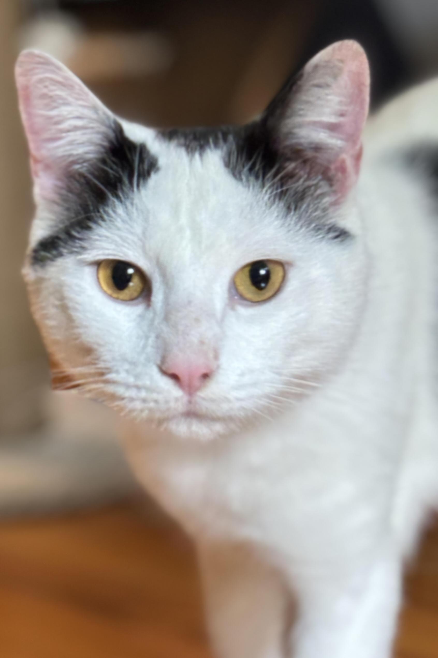 Blue-PLAYFUL, ADOPTABLE, Young Male Turkish Van & Domestic Short Hair.