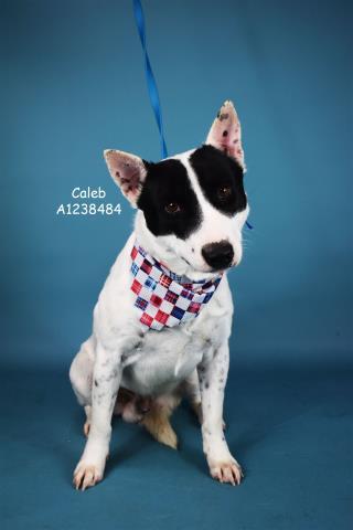 Caleb  Urgent! Longtime