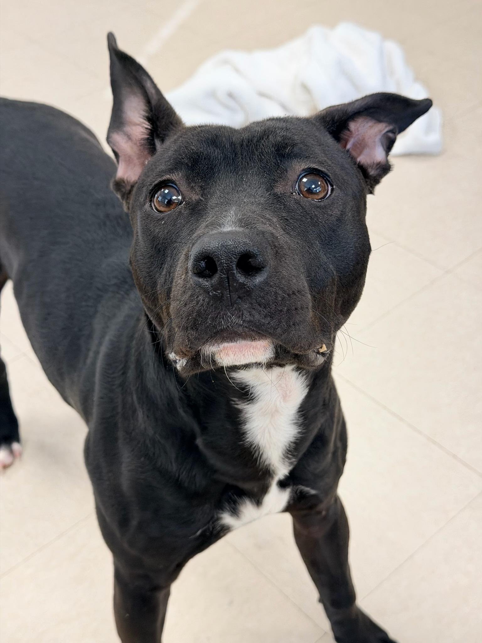 Enlarge Nezuko , a ADOPTABLE Pit Bull Terrier in Clayton, NJ image 1/1