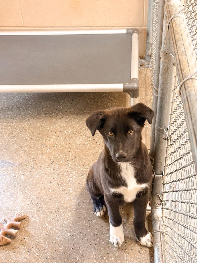 Enlarge Christopher Robin, a Adoptable mixed breed in Burnsville, NC image 1/3