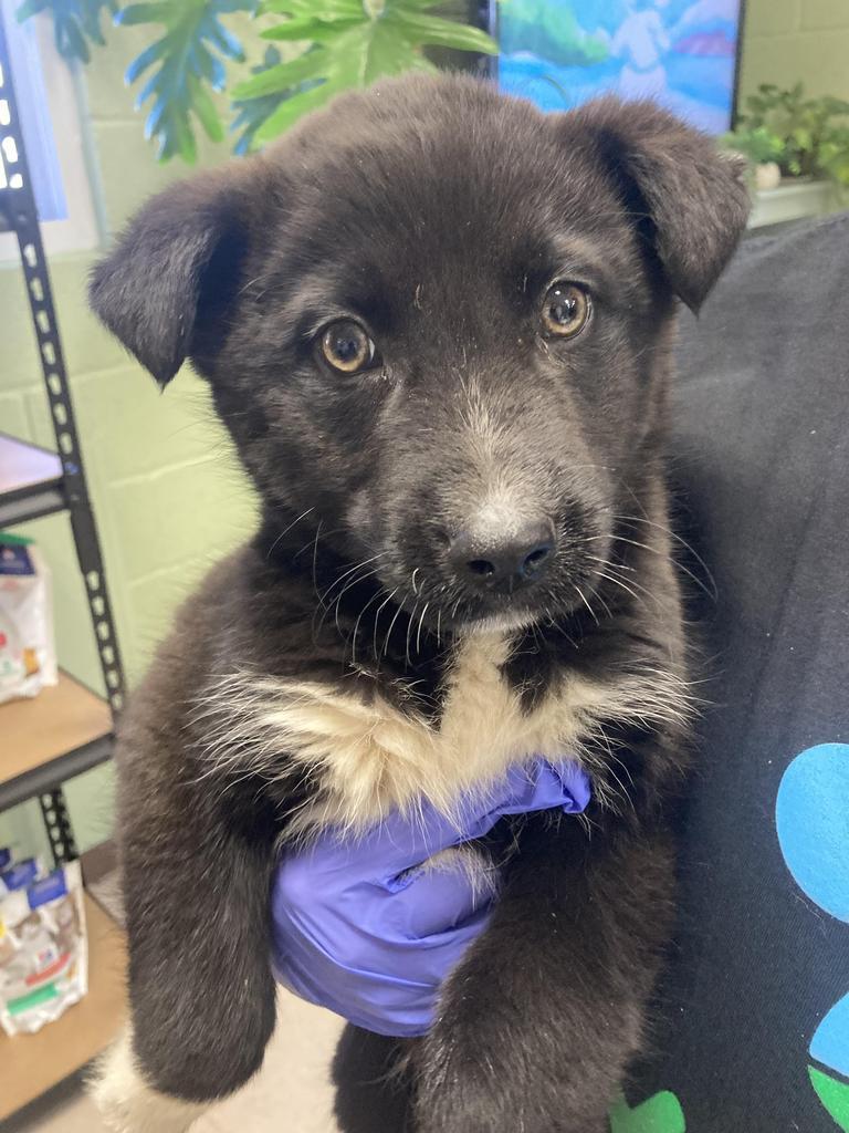 Christopher Robin, Adoptable, Puppy Male Australian Shepherd & Husky.