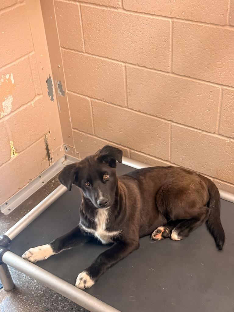 Enlarge Christopher Robin, a Adoptable mixed breed in Burnsville, NC image 3/3