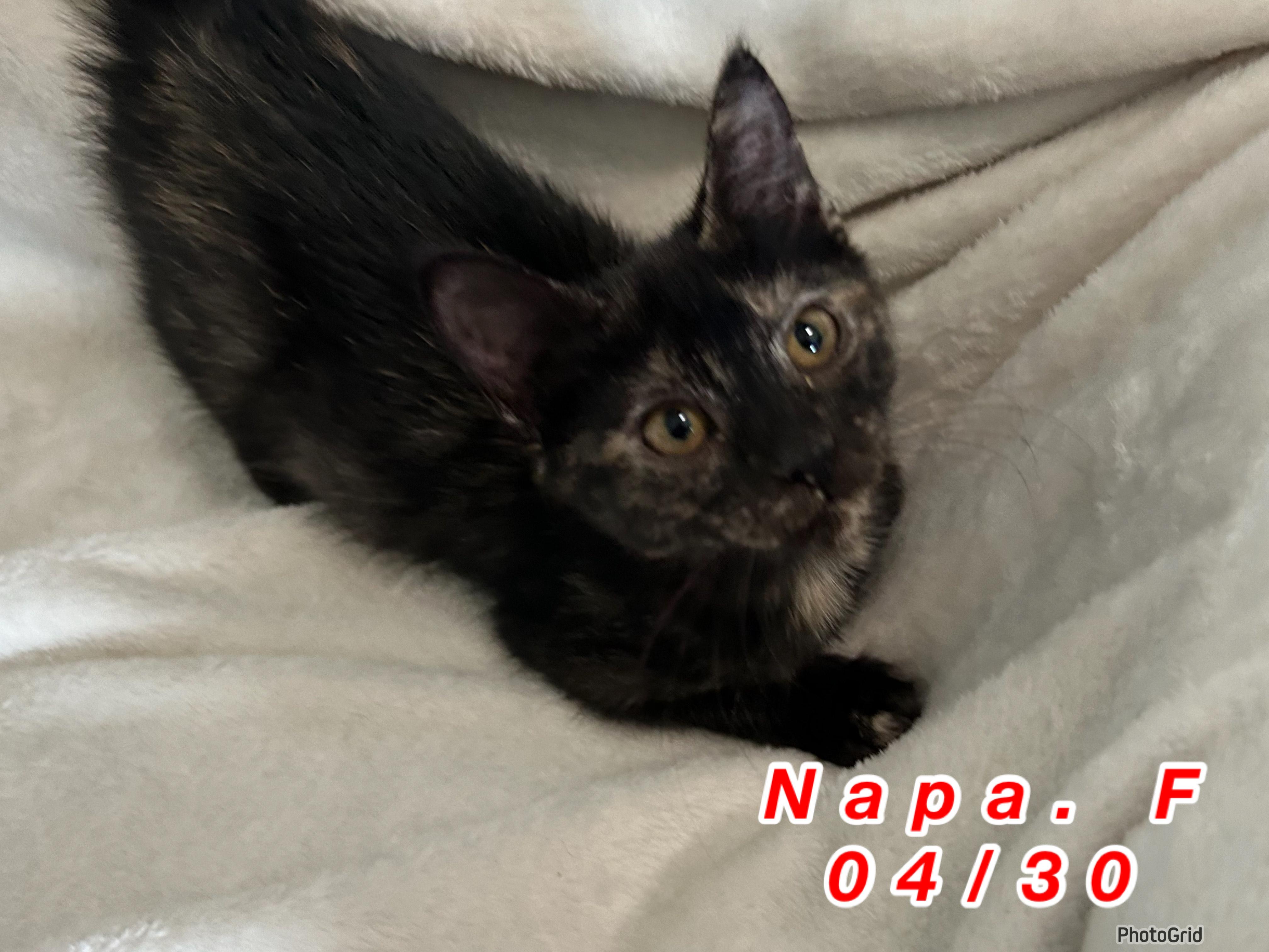 Enlarge Nala, a Adoptable Domestic Short Hair in Troupsburg, NY image 1/1
