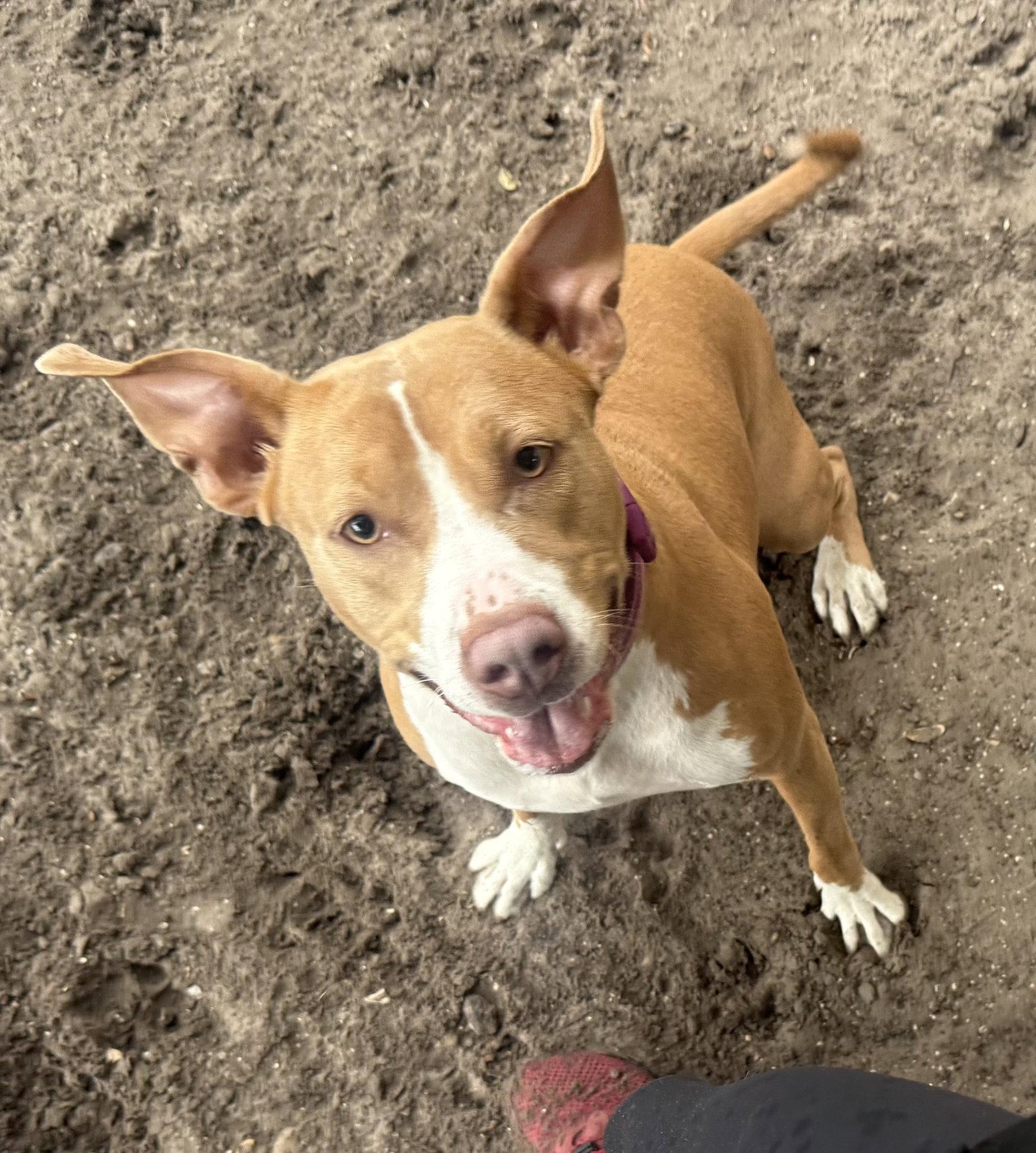 Blossom FH, a Adoptable mixed breed in Sanford, FL image 1/3