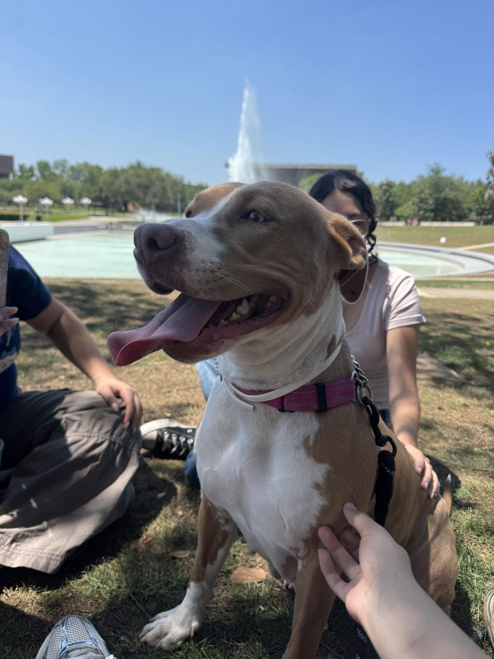 Blossom FH, a Adoptable mixed breed in Sanford, FL image 2/3