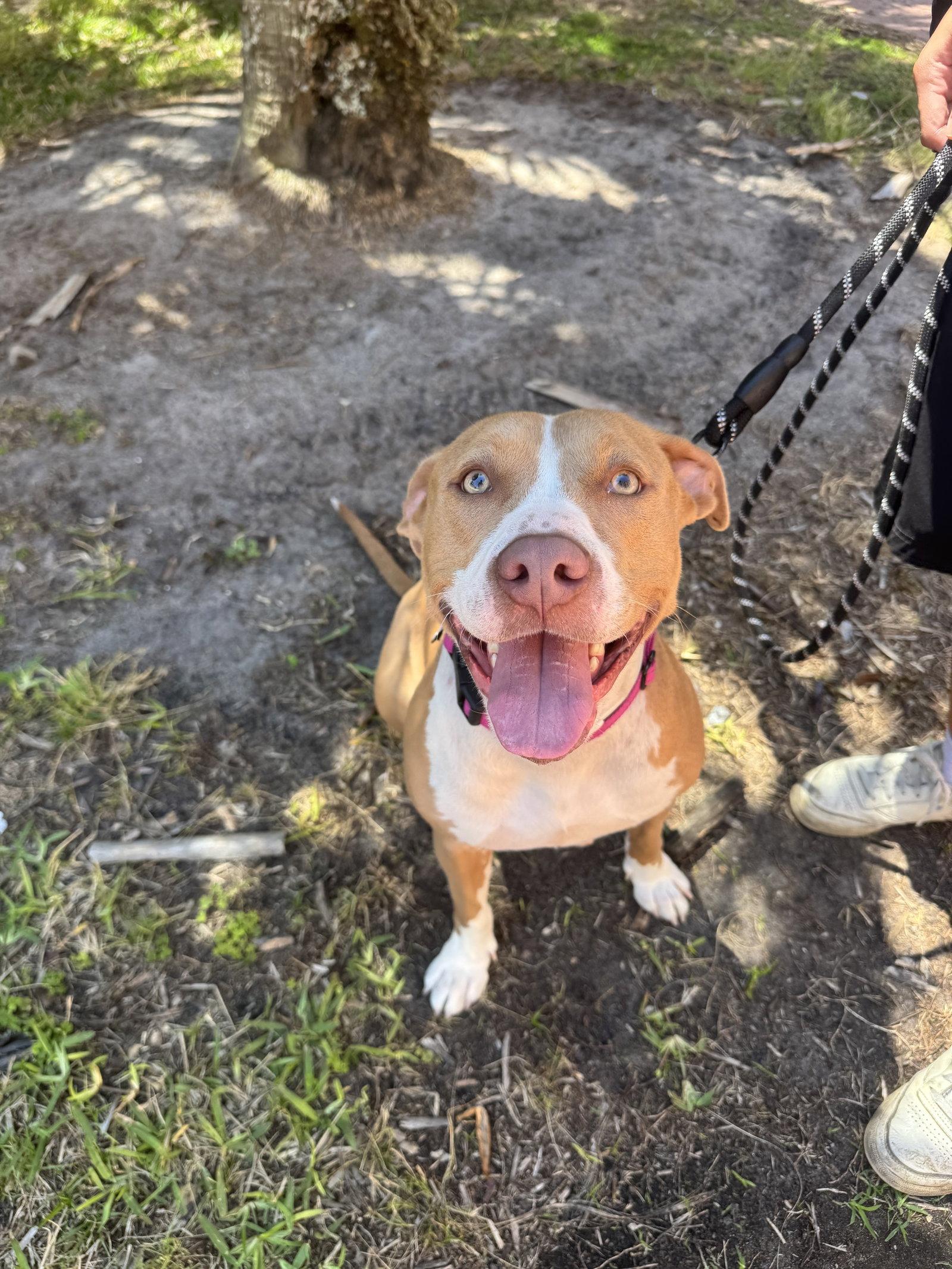 Blossom FH, a Adoptable mixed breed in Sanford, FL image 3/3