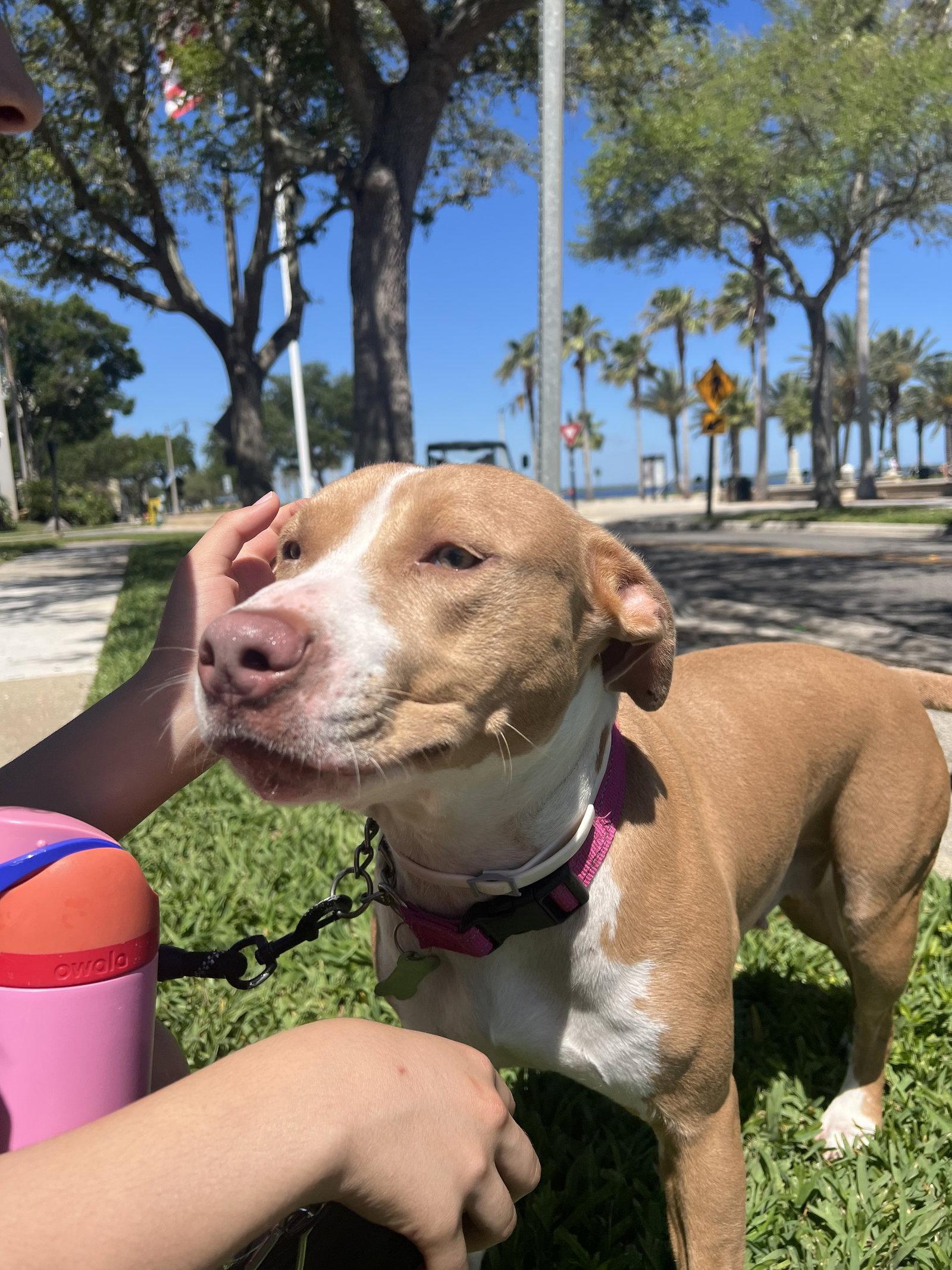 Blossom FH, a Adoptable mixed breed in Sanford, FL image 1/3