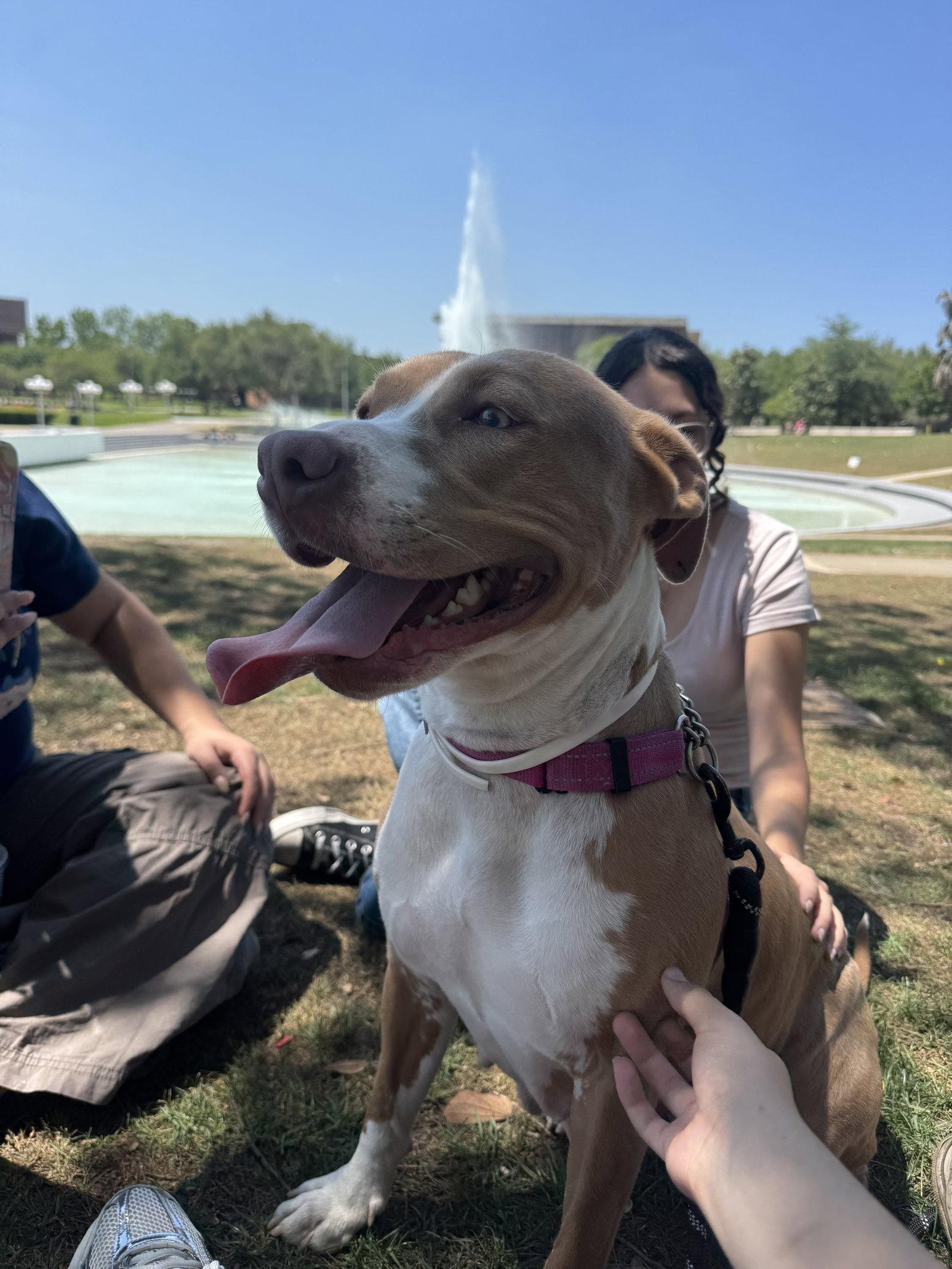 Blossom FH, a Adoptable mixed breed in Sanford, FL image 2/3