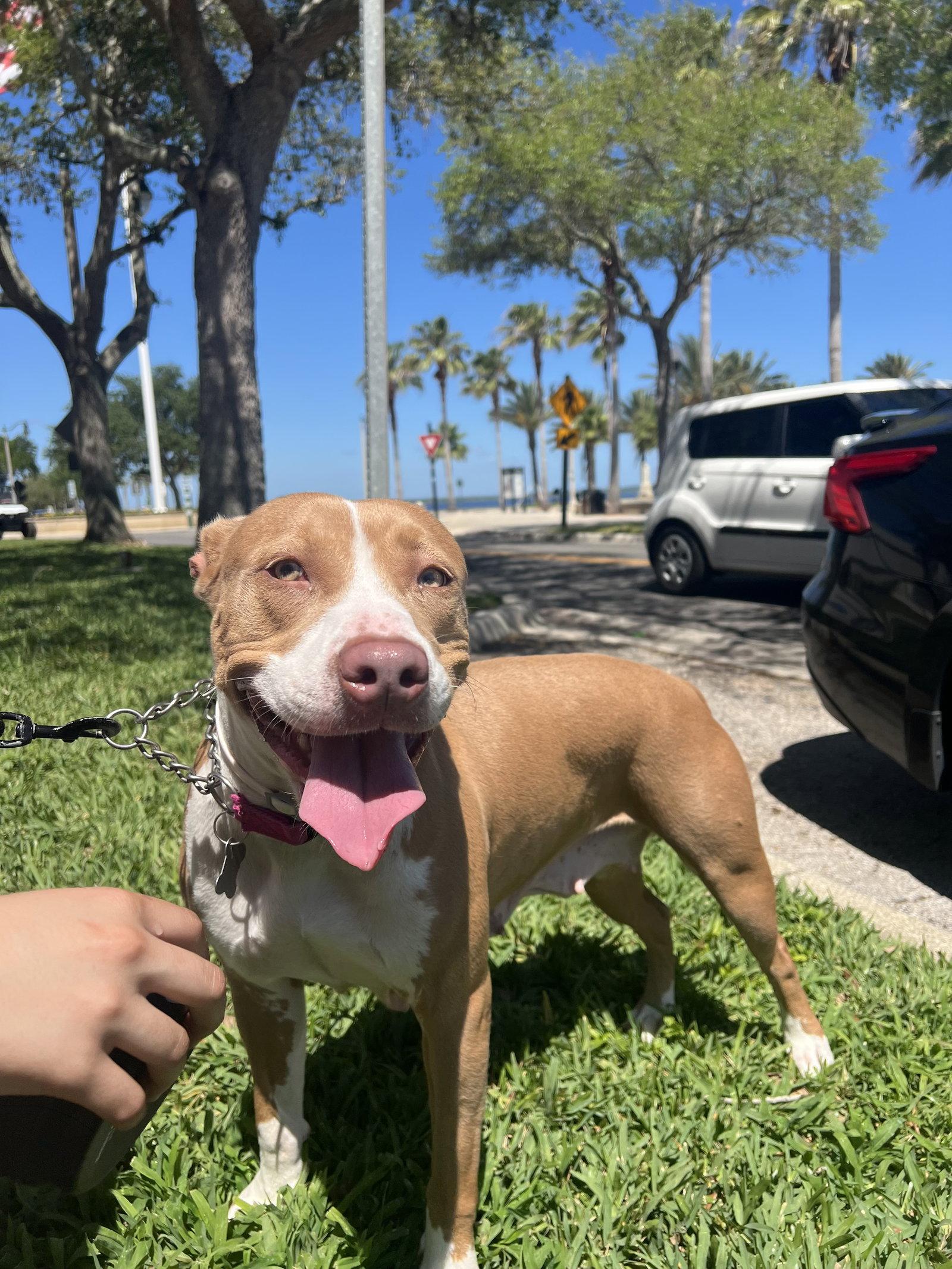 Blossom FH, a Adoptable mixed breed in Sanford, FL image 3/3