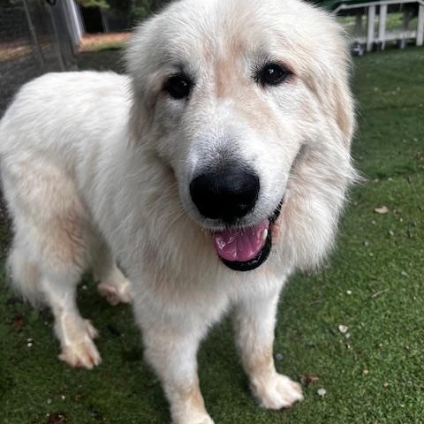 Enlarge Boomer, an adopted Great Pyrenees in Atlanta, GA image 4/5