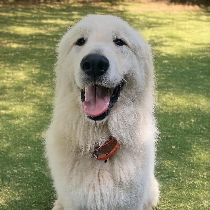 Boomer, adopted, Adult Male Great Pyrenees.