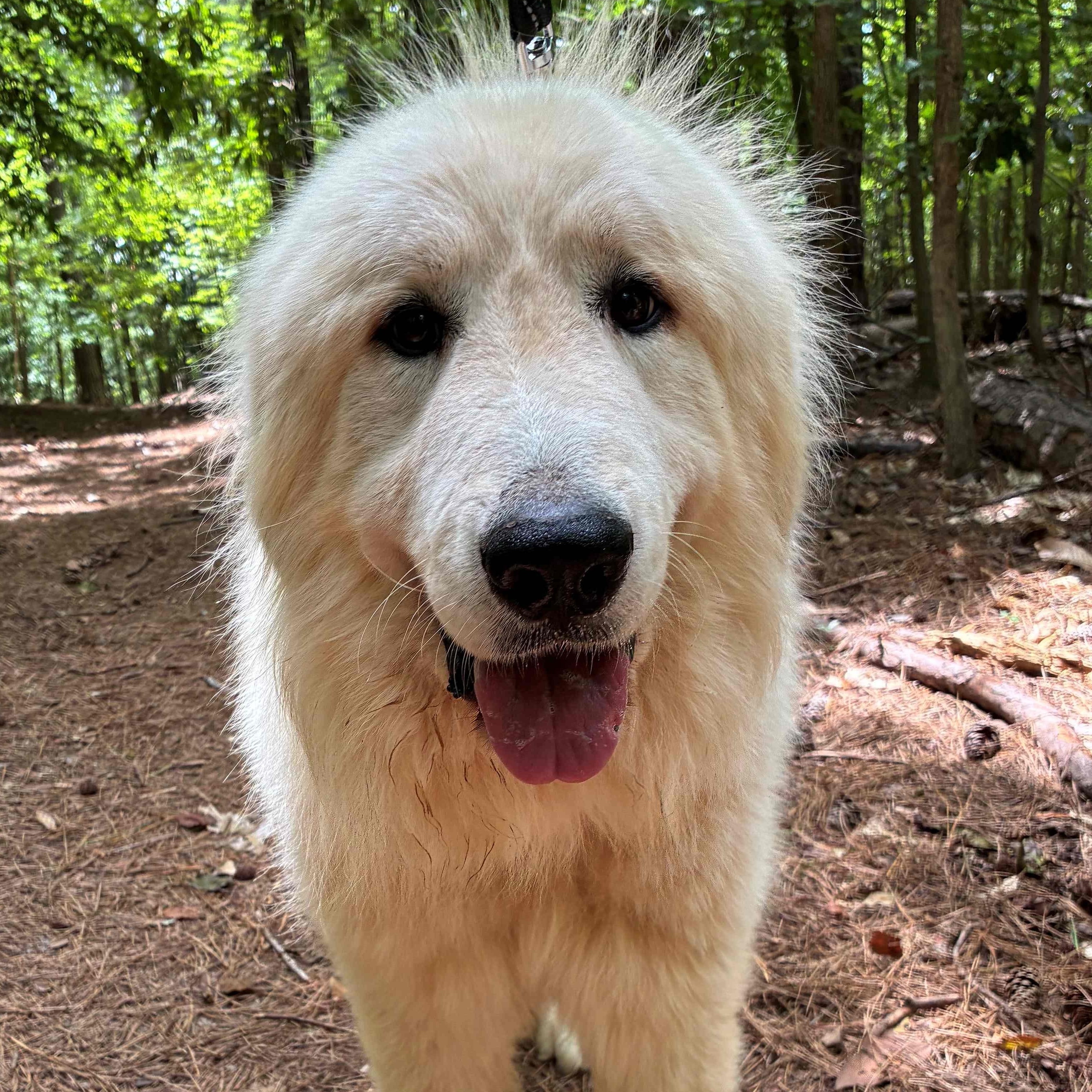 Enlarge Boomer, an adopted Great Pyrenees in Atlanta, GA image 2/5
