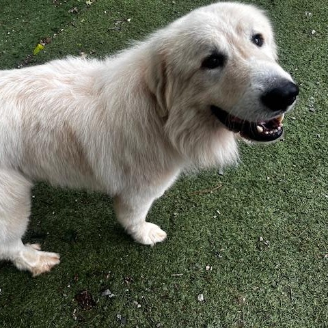 Enlarge Boomer, an adopted Great Pyrenees in Atlanta, GA image 3/5