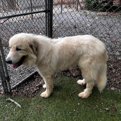 Enlarge Boomer, an adopted Great Pyrenees in Atlanta, GA image 5/5