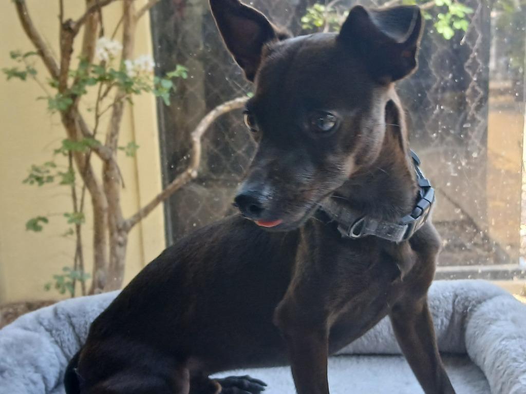 Squiggy (Bonded W/Lenny), Adoptable, Young Male Chihuahua & Dachshund.