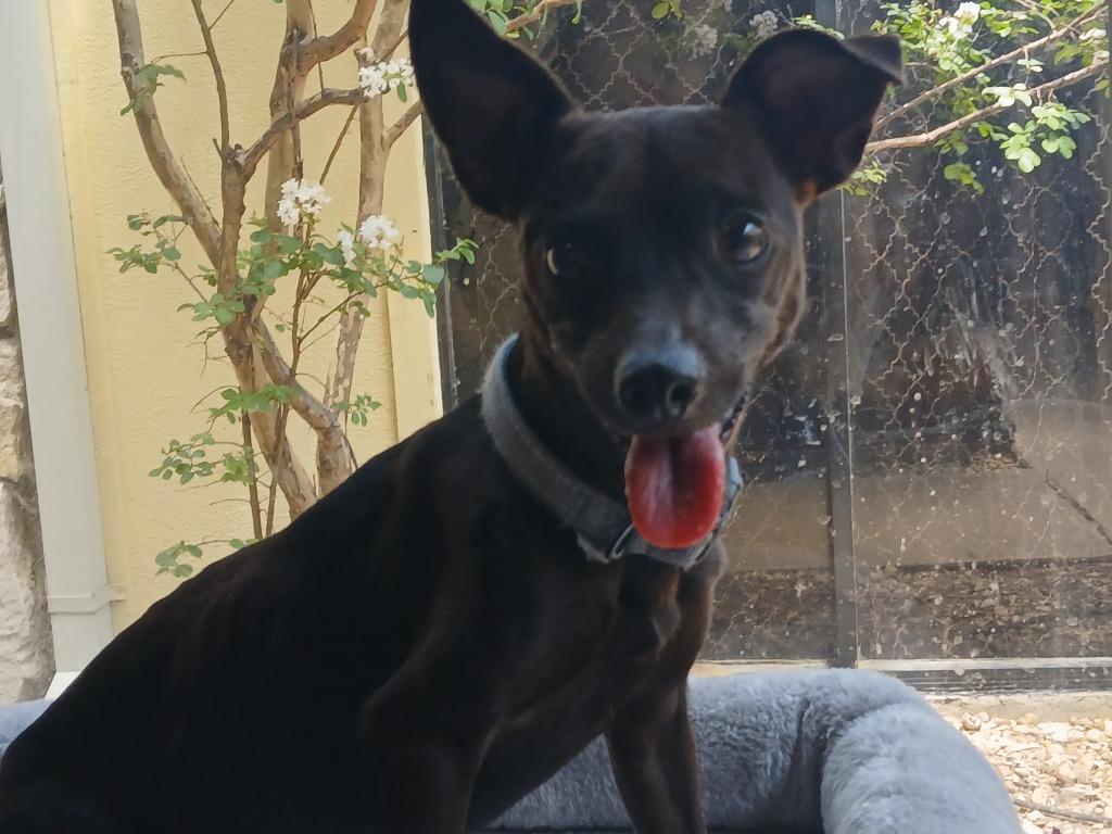 Enlarge Squiggy (Bonded W/Lenny), a Adoptable mixed breed in Fort Worth, TX image 2/3