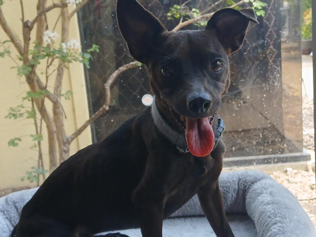 Enlarge Squiggy (Bonded W/Lenny), a Adoptable mixed breed in Fort Worth, TX image 3/3
