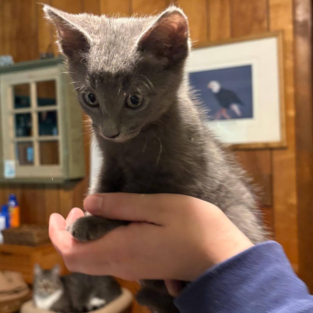 Boo Willis-RW, a Adoptable Domestic Short Hair in Tallahassee, FL image 2/2