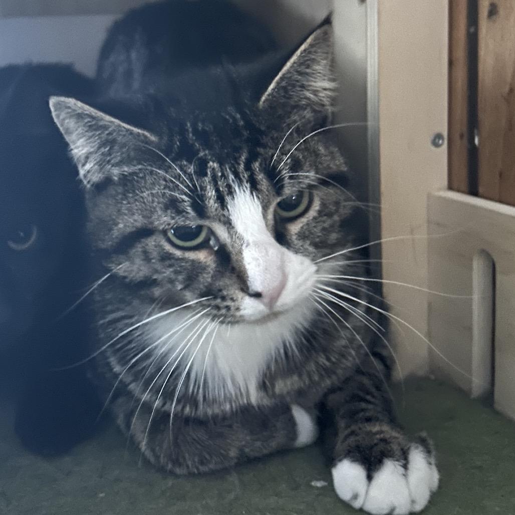 Enlarge Tiberius, a Adoptable Domestic Short Hair in Veneta, OR image 1/2