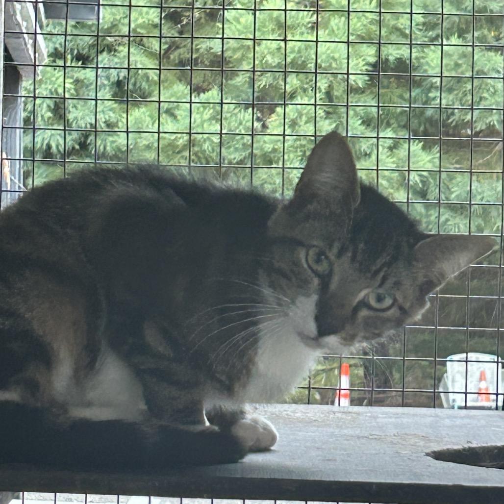 Enlarge Tiberius, a Adoptable Domestic Short Hair in Veneta, OR image 2/2