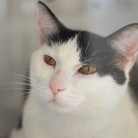 Enlarge Carla at Petsmart, a Adoptable mixed breed in Rapid City, SD image 1/4