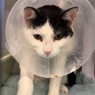 Enlarge Carla at Petsmart, a Adoptable mixed breed in Rapid City, SD image 2/4
