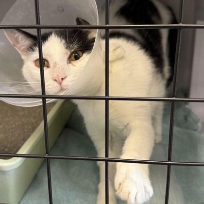 Enlarge Carla at Petsmart, a Adoptable mixed breed in Rapid City, SD image 3/4