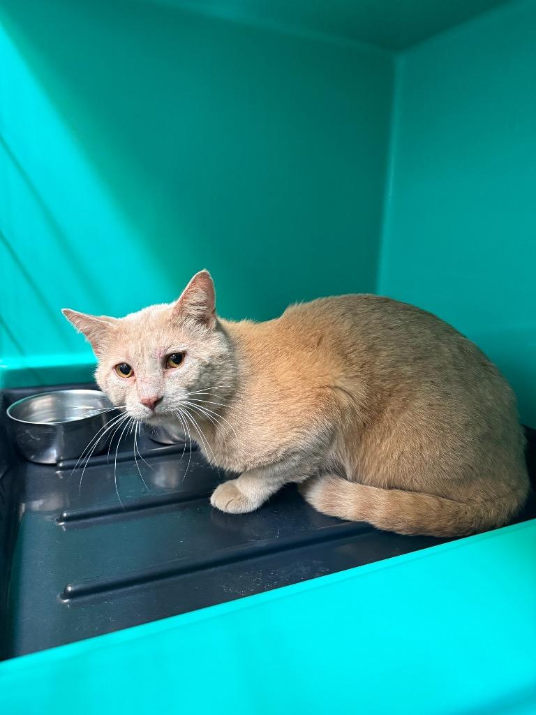 Enlarge Biscuit, a Adoptable mixed breed in Shelbyville, TN image 1/2