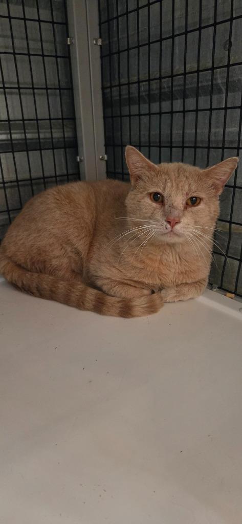 Enlarge Biscuit, a Adoptable mixed breed in Shelbyville, TN image 2/2