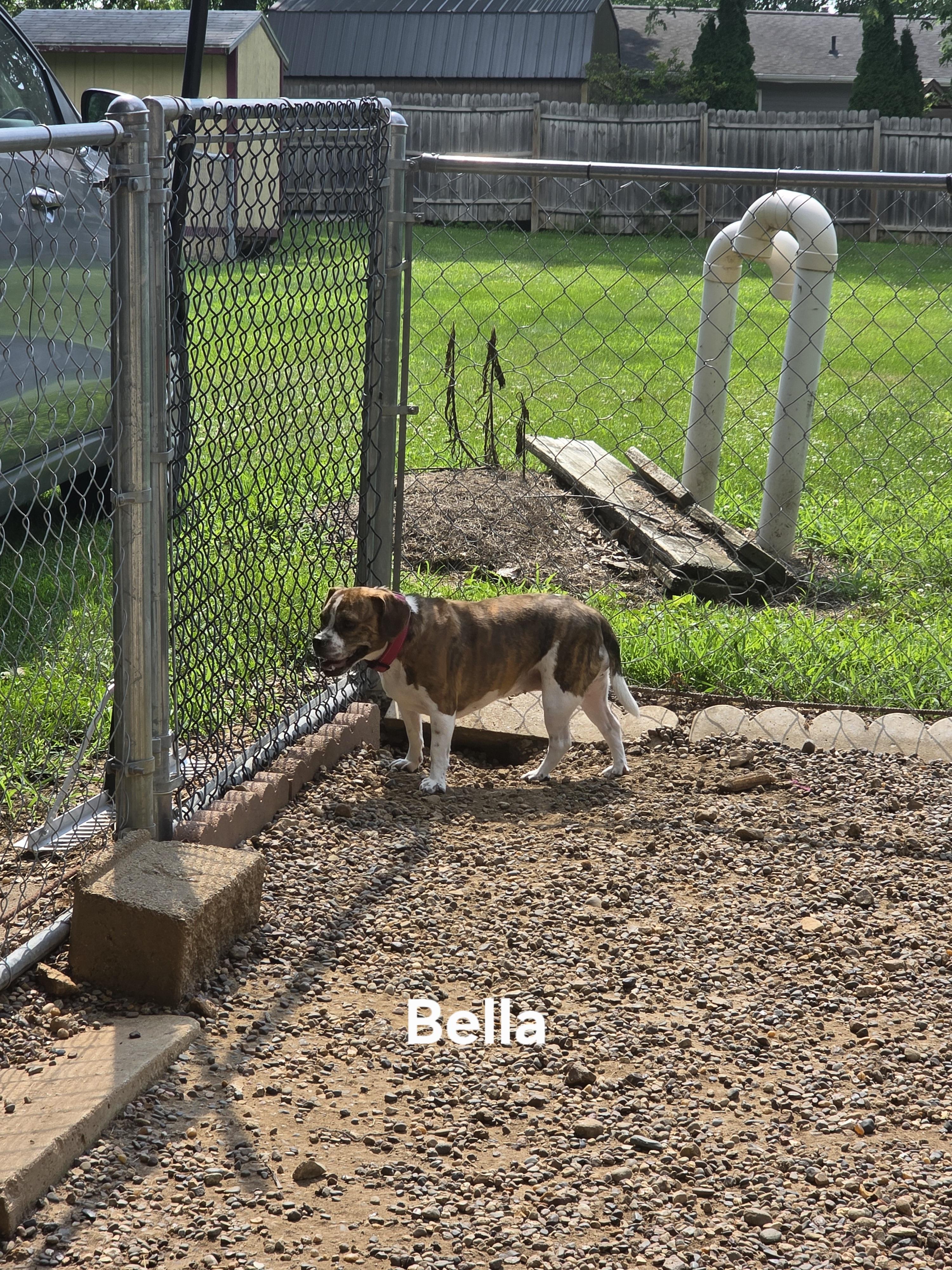 Enlarge Bella, a Adoptable mixed breed in Wever, IA image 2/6