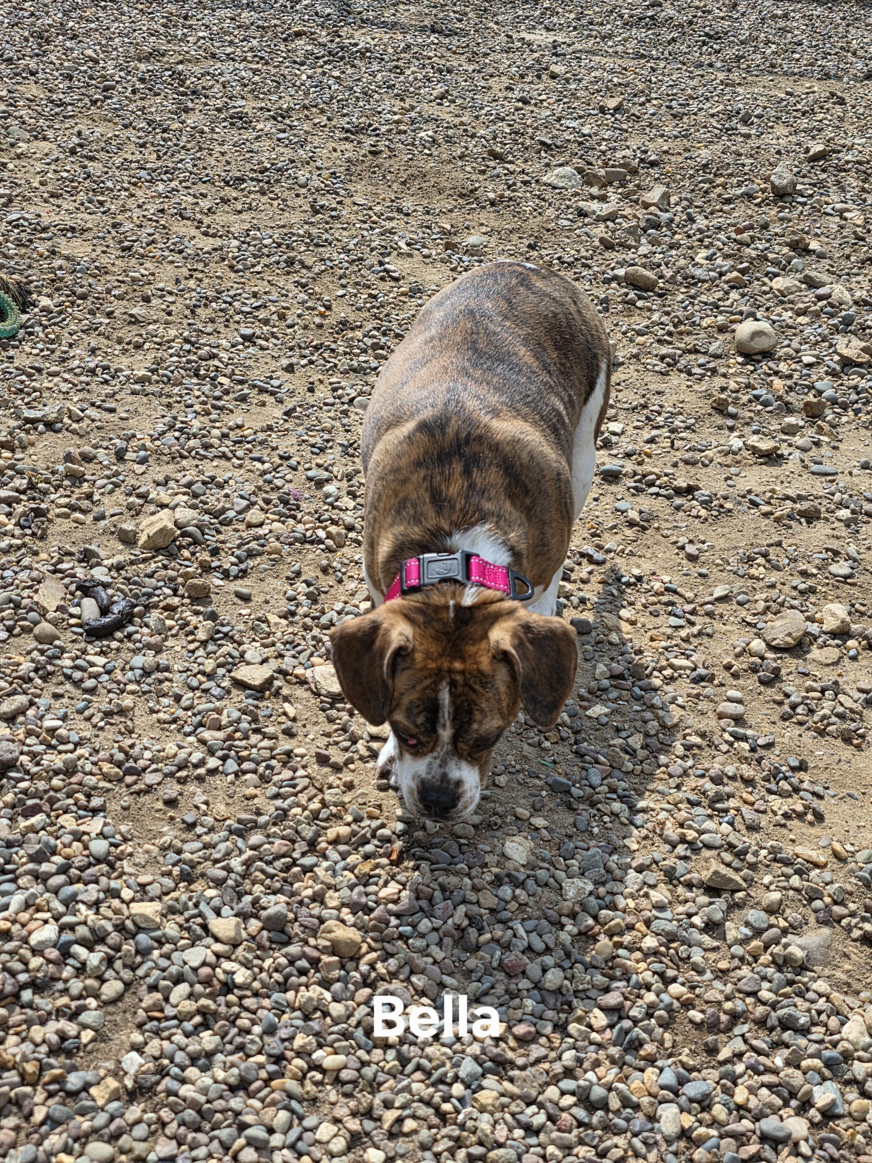 Enlarge Bella, a Adoptable mixed breed in Wever, IA image 3/6