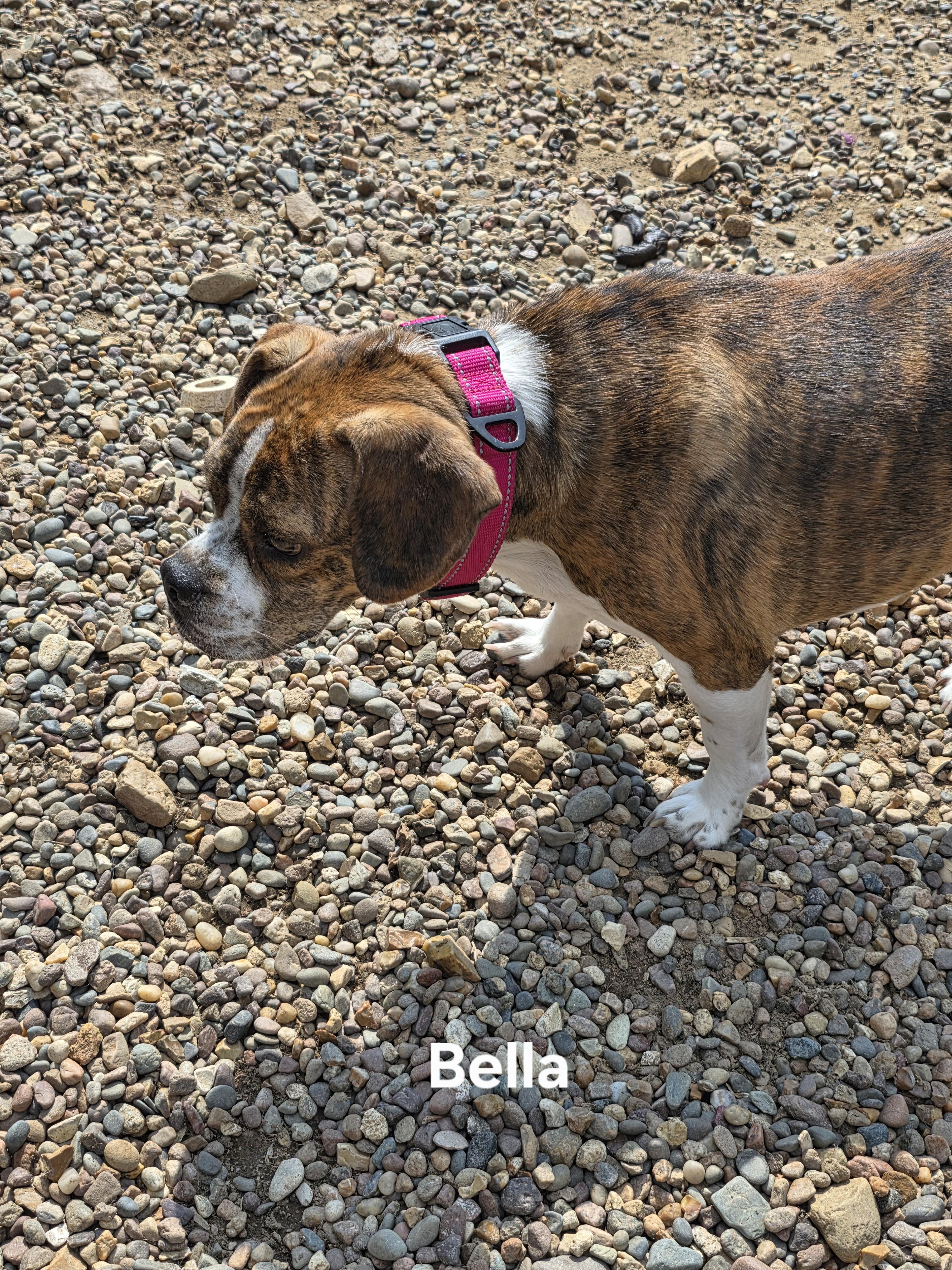Enlarge Bella, a Adoptable mixed breed in Wever, IA image 5/6